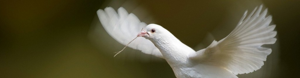 colombe1